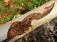 Sewer line repair and replacement