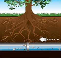 Graphic of tree roots beginning to break through underground sewer pipe.