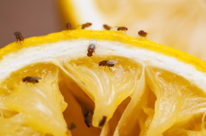 Fruit Flies on an Orange 