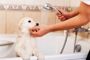 bath tub clogged