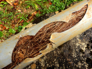 Cracked plumbing pipe clogged with tree roots and other debris.