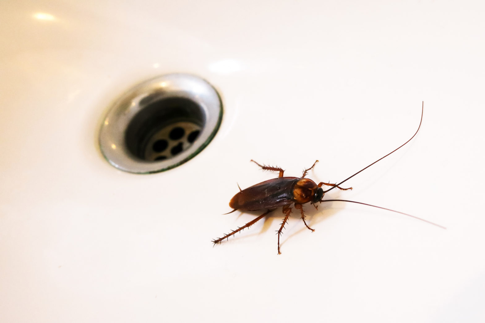Cockroaches in the sink. Len The Plumber