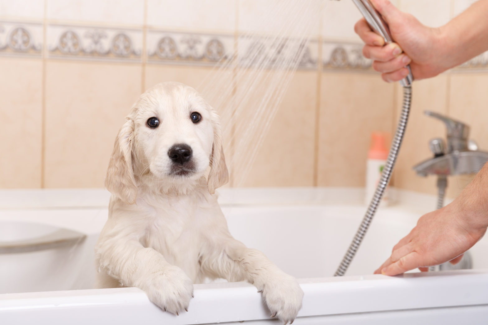 golden retriever puppy in shower Len The Plumber