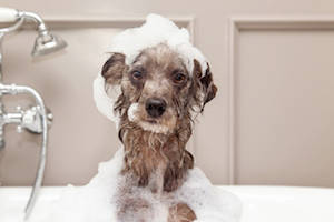 pet proofing your plumbing