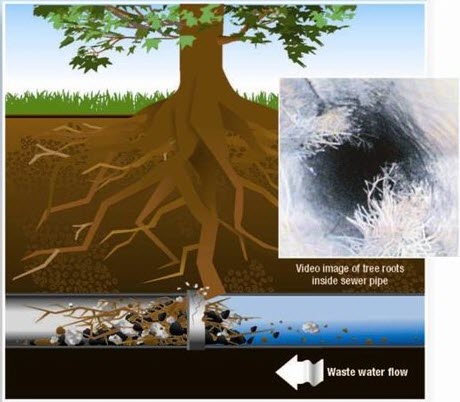 Graphic of tree roots beginning to cause obstruction in underground sewer pipe.